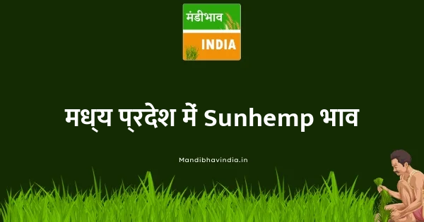 Sunhemp भाव